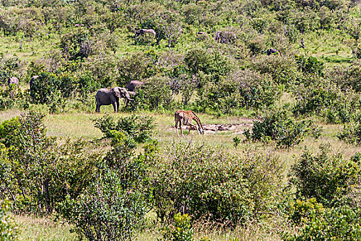 大象,家族,长颈鹿,走,热带草原