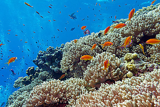 彩色,珊瑚礁,珊瑚,异域风情,鱼,热带,海洋