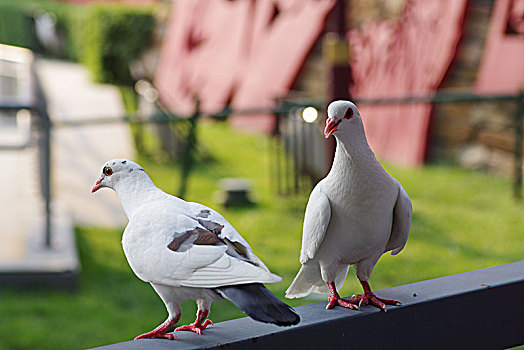 信鸽图片_信鸽图片大全_信鸽图片下载