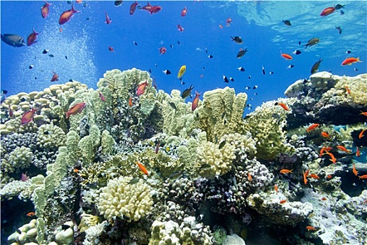 彩色,珊瑚礁,珊瑚,鱼,热带,海洋,水下