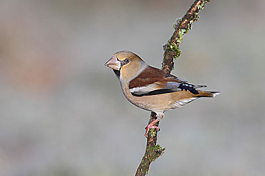 蜡嘴鸟,雌性,冬天,羽毛,坐在树上,北莱茵威斯特伐利亚,德国,欧洲