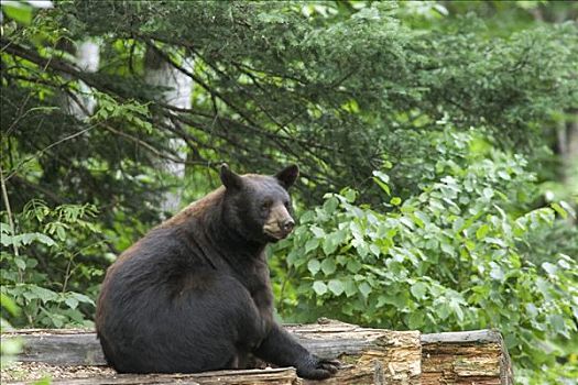 黑熊,美洲黑熊,成年,女性,坐,明尼苏达