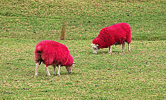 绵羊,红色,路边,世界,农场,自然,公园,1号公路,北岛,新西兰