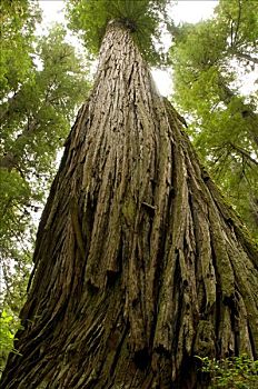 仰视,北美红杉,树,小路,杰迪戴亚-史密斯红杉树州立公园,红杉国家公园,加利福尼亚,美国