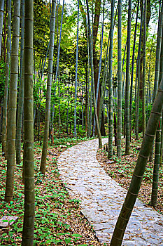 中国南方竹林间的石板路