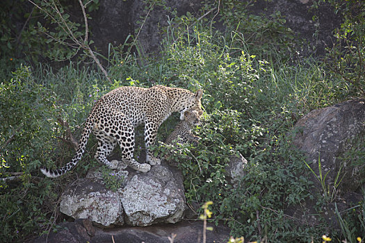 豹,肯尼亚,非洲,大草原,野生动物,猫,哺乳动物