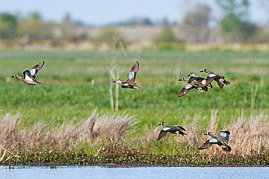 蓝翅鸭,鸭属,飞行,湿地,伊利诺斯,美国