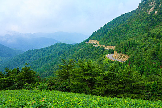 高山,树林,森林,绿色,早晨