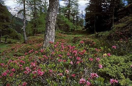 杜鹃花属植物,落叶松,树林,格劳宾登州,瑞士,欧洲