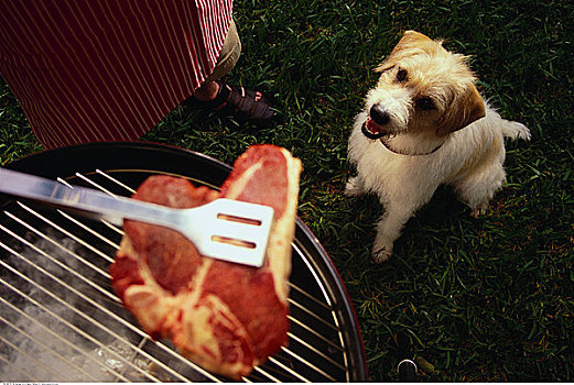 狗,仰视,肉排,烧烤