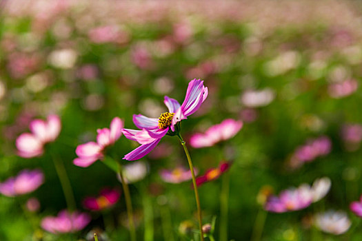 格桑花