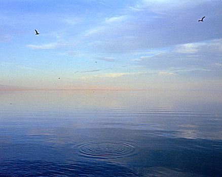 鸟,飞,上方,盐,水,湖,一个,波纹,中心,萨尔顿海,加利福尼亚,美国