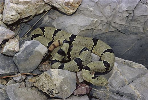 岩石响尾蛇,亚利桑那