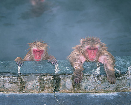 温泉,猴子