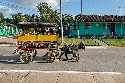 古巴,维尼亚雷斯,山羊,拉拽,运输,手推车,城镇