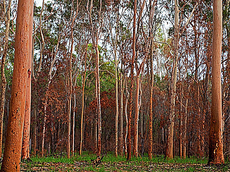 澳大利亚,桉树,鞍树,树林