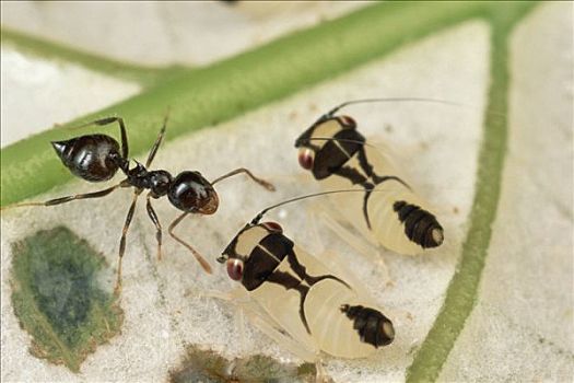 蚂蚁,法属圭亚那