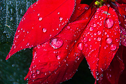小水滴,叶子,红色