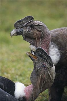 安第斯秃鹰,安地斯神鹰,玩,一起,五个,秃鹫,厄瓜多尔