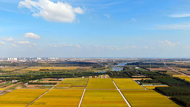 山东省日照市,万亩水稻迎来收获季,色彩斑斓如打翻调色板