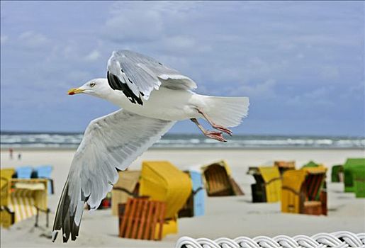 银鸥,飞,高处,沙滩椅,岛屿,北海,下萨克森,德国