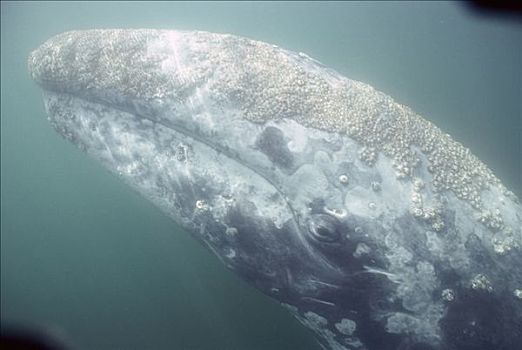 灰鲸,特写,水下,北下加利福尼亚州,墨西哥
