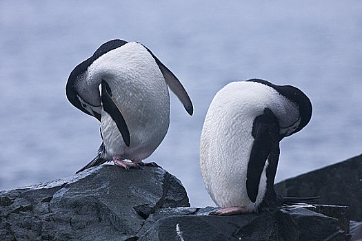 帽带企鹅,阿德利企鹅属,梳理,海岸,半月,岛屿,南设得兰群岛,南极