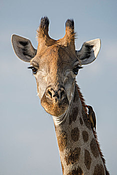 长颈鹿,红嘴牛椋鸟,国家公园,地区,博茨瓦纳,非洲