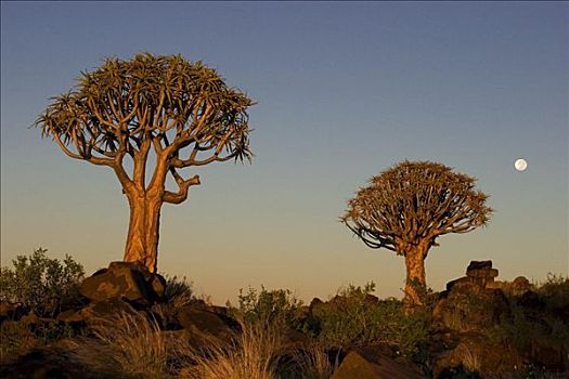 抖树,二歧芦荟,月亮,基特曼斯胡普,纳米比亚,非洲