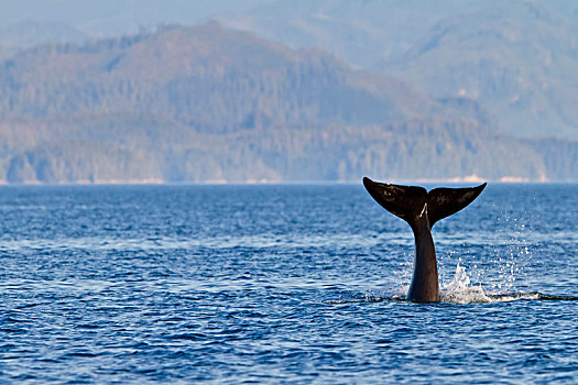 短暂,逆戟鲸,杀戮,海狮,岛屿,靠近,多纳格,头部,不列颠哥伦比亚省,加拿大