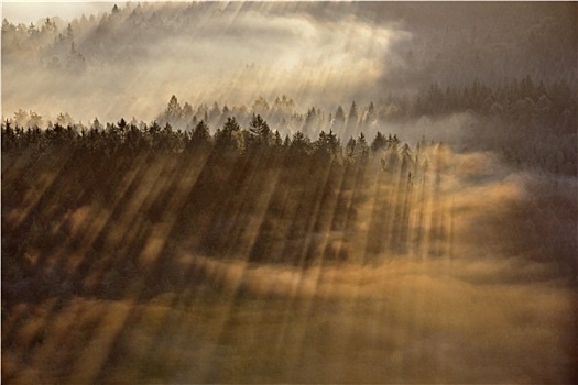 日出,光照,上方,雾,波希米亚风格,瑞士