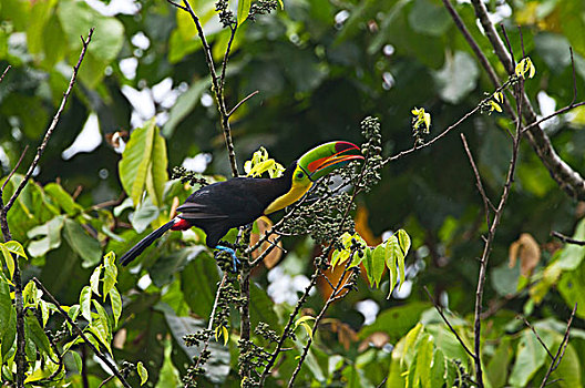 巨嘴鸟,哥斯达黎加,中美洲
