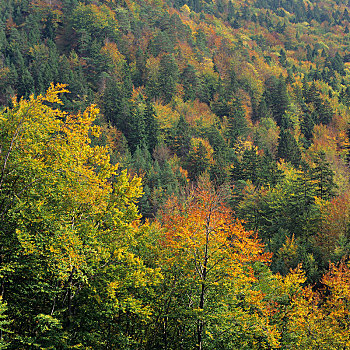 树林,秋天,捷克共和国,欧洲
