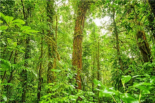 雨林,绿色背景