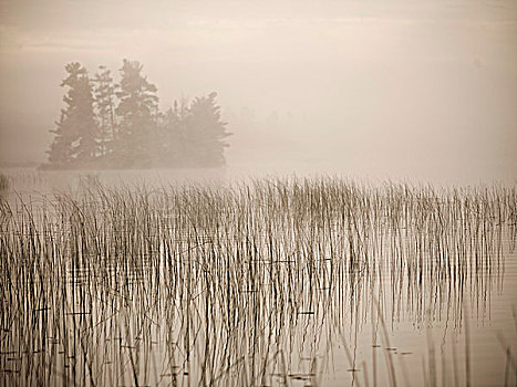 芦苇,湖,木头,遮盖,薄雾,安大略省,加拿大