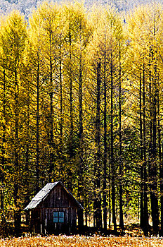 针叶林下的木屋