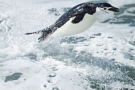 南极,南设得兰群岛,帽带企鹅,阿德利企鹅属,鼠海豚,游泳,欺骗岛