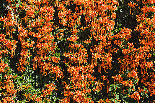 花,橙色,加纳利群岛,西班牙,欧洲