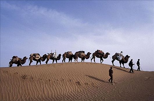 驼队,骆驼,沙漠,中国,亚洲,哺乳动物,动物