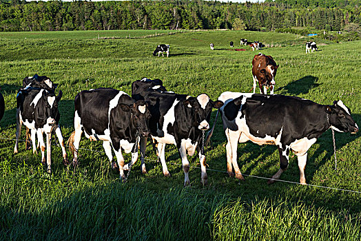 牧群,母牛,草场,爱德华王子岛,加拿大
