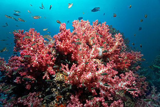软珊瑚,礁石,上面,多样,雀鲷,雀鲷科,岛屿,自然保护区,印度洋,省,阿曼,亚洲