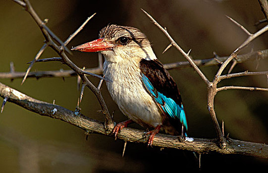 翠鸟,克鲁格国家公园,南非
