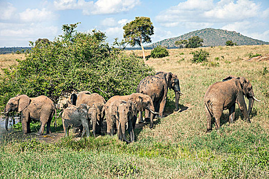 肯尼亚,西察沃国家公园,小,叶子,水坑,喝