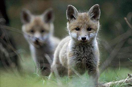 红狐,狐属,站立,两个,年轻,幼仔,后代,草,树林,小动物,幼兽,哺乳动物,姐妹,动物