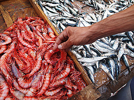 鱼肉,市场,阿尔及利亚