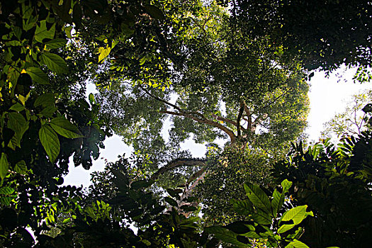 雨林,树荫,展示,日光,叶子,婆罗洲,马来西亚