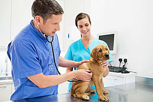兽医,检查,狗,外科手术