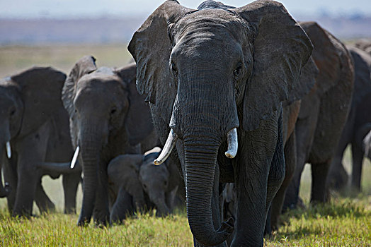 非洲大象073