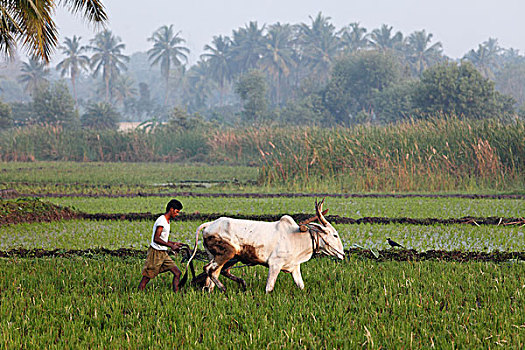 牛,稻米,地点,印度南部,印度,南亚,亚洲