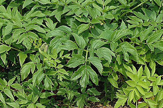黄芩种植技术_怎样种植黄芩药材_黄芩种植方法